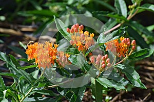 A Butterfly milkweed with Bee