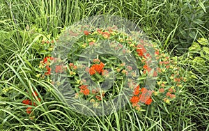 Butterfly milkweed plant with orange blossoms