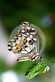 Butterfly on Mimosa Pudica