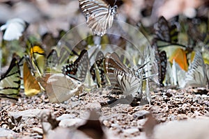 Butterfly mineral lick