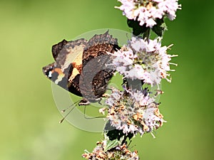 Butterfly on mint flowers