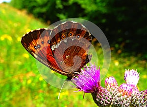 Butterfly, MoirÃ© sylvicole, Erebia aethiops