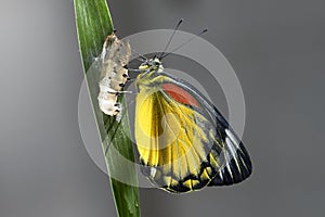 Butterfly molting from pupa in Southeast Asia.