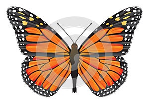 Butterfly monarch