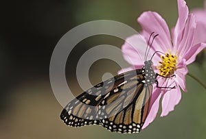 Butterfly monarch