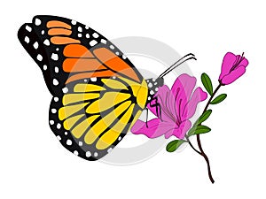 Butterfly Monarch Butterfly illustration vector