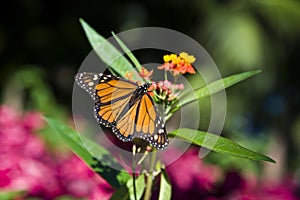 Butterfly - Monarch Danaus plexippus