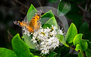 Butterfly Monarch Eating white flowers Texas migration