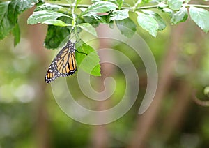 Butterfly Monarch