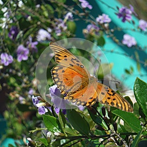 Butterfly Monarch - Mariposa Monarca