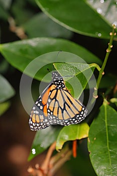 Butterfly - Monarch - Nymphalidae - Danainae