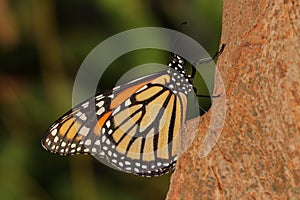 Butterfly - Monarch - Nymphalidae - Danainae - Mating