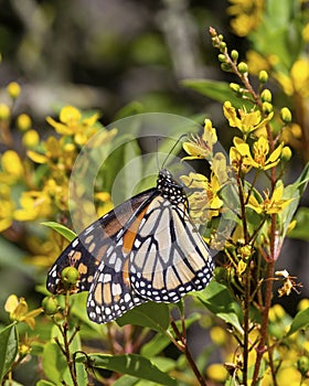 Butterfly Monarch Ventral photo