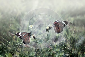 Butterfly, in the Morning