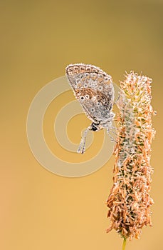 Butterfly with morning dew on a straw of grass