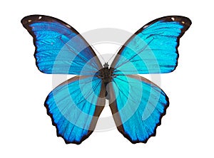 Butterfly morpho