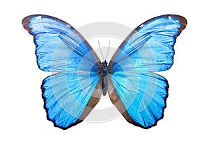 Butterfly Morpho Didius