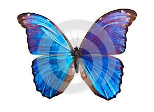 Butterfly Morpho Didius