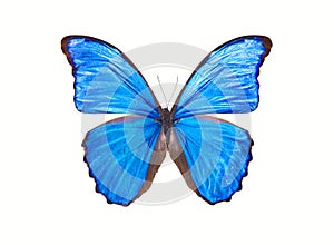 Butterfly Morpho Didius