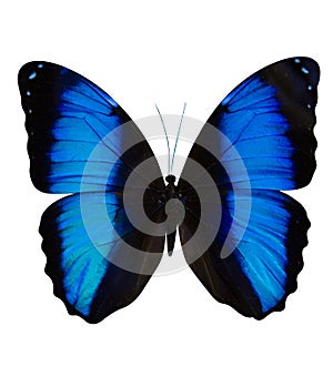 Butterfly Morpho Didius isolated on white background