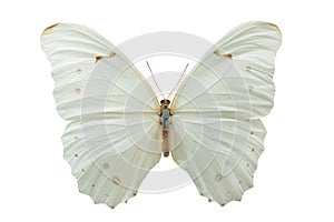 Butterfly Morpho polyphemus m