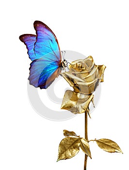 Butterfly morpho sitting on a golden rose isolated on white. golden rose and bright blue butterfly. decor for greeting card.