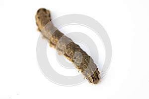 Butterfly Or Moth Brown Caterpillar Close Up on White Background