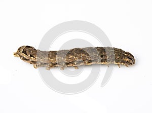 Butterfly Or Moth Brown Caterpillar Close Up on White Background