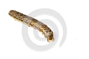 Butterfly Or Moth Brown Caterpillar Close Up on White Background