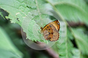 Butterfly Moth & x28;Callidula attenuata, Callidulidae