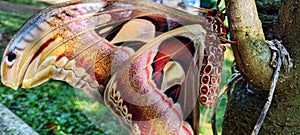 Butterfly on the moth moths covered in the tree branches.