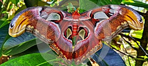 Butterfly on the moth moths covered in the tree branches.