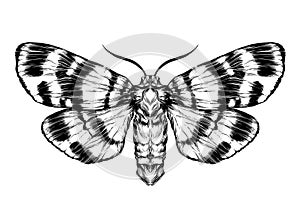 Butterfly / moth sketch. Detailed realistic sketch of a butterfly