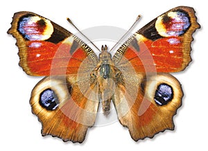 Butterfly moth on a white background