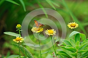 Butterfly and mum