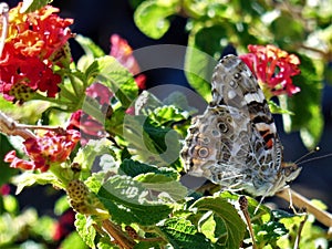 Butterfly in My Butterfly Garden