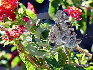 Butterfly in My Butterfly Garden