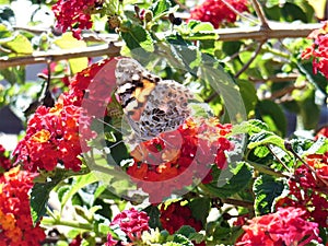 Butterfly in My Butterfly Garden