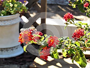 Butterfly in My Butterfly Garden