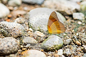 Butterfly name Orange Gull : Cepora iudith (Familly Pieridae)