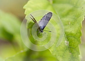 Dark grass blue Lycaenidae photo