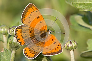 Butterfly in natural habitat (Lycaena dispar) photo