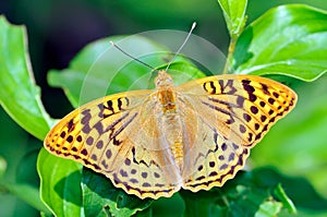 Butterfly in natural habitat (melitaea aethera) photo