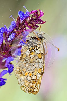 Butterfly in natural habitat (melitaea aethera) photo