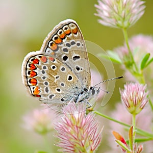 Butterfly in natural habitat (plebejus argus)