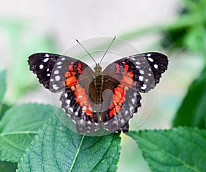 Butterfly Natural History Museum London Engaldn