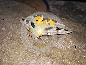 Butterfly Natural look image