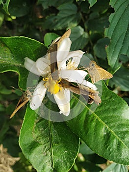 Butterfly natural white color flower lemom