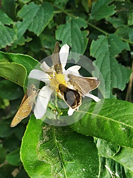 Butterfly natural white color flower lemom green