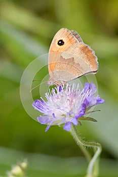 Butterfly nature animal insec macro flower photo